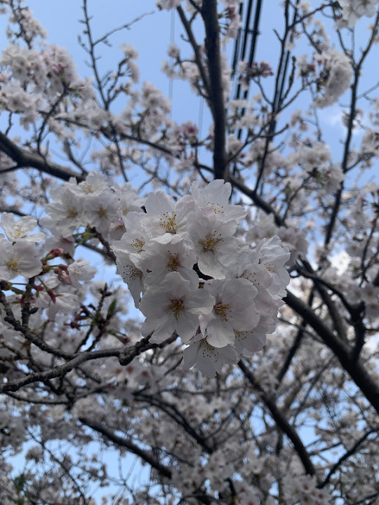 お花づくしの春です🌸