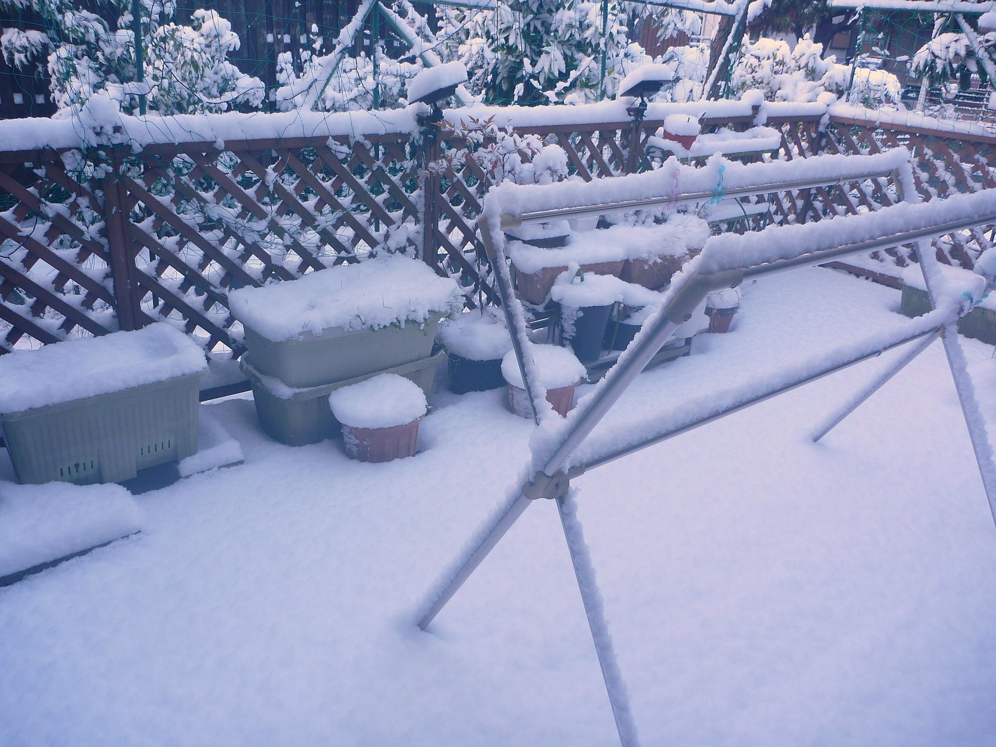 雪が積もりました⛄