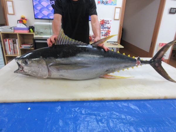 マグロの解体ショー🐟第２弾